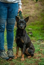 HAITI, Hund, Mischlingshund in Ungarn - Bild 8