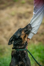 HAITI, Hund, Mischlingshund in Ungarn - Bild 9