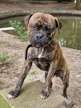 BOBBY, Hund, Bullmastiff-Bulldogge-Mix in Hamburg - Bild 1