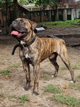 BOBBY, Hund, Bullmastiff-Bulldogge-Mix in Hamburg - Bild 2