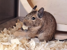 DAGGI, Nager, Degu in Hamburg