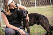 MATEO, Hund, Mischlingshund in Kroatien - Bild 1