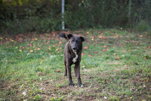 MATEO, Hund, Mischlingshund in Kroatien - Bild 2