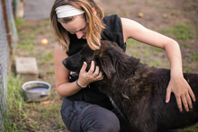 MATEO, Hund, Mischlingshund in Kroatien - Bild 3