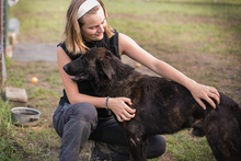 MATEO, Hund, Mischlingshund in Kroatien - Bild 4