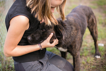 MATEO, Hund, Mischlingshund in Kroatien - Bild 5