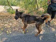 HOBO, Hund, Deutscher Schäferhund-Mix in Ungarn - Bild 1