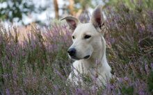 PEPPA, CA. 1 JAHR, Hund, Mischlingshund in Bülstedt - Bild 2