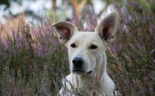 PEPPA, CA. 1 JAHR, Hund, Mischlingshund in Bülstedt - Bild 3