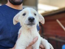 XANDER, Hund, Maremmen-Abruzzen-Schäferhund-Mix in Italien - Bild 1