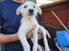 XANDER, Hund, Maremmen-Abruzzen-Schäferhund-Mix in Italien - Bild 2