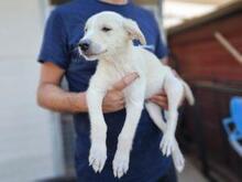 XANDER, Hund, Maremmen-Abruzzen-Schäferhund-Mix in Italien - Bild 3