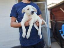 XANDER, Hund, Maremmen-Abruzzen-Schäferhund-Mix in Italien - Bild 4