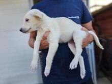 XANDER, Hund, Maremmen-Abruzzen-Schäferhund-Mix in Italien - Bild 5