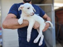 XENIA, Hund, Maremmen-Abruzzen-Schäferhund-Mix in Italien - Bild 1