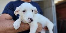 XENIA, Hund, Maremmen-Abruzzen-Schäferhund-Mix in Italien - Bild 12