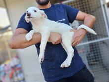 XENIA, Hund, Maremmen-Abruzzen-Schäferhund-Mix in Italien - Bild 15