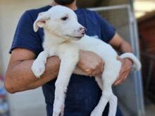 XENIA, Hund, Maremmen-Abruzzen-Schäferhund-Mix in Italien - Bild 3