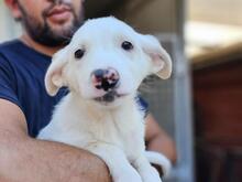 XENIA, Hund, Maremmen-Abruzzen-Schäferhund-Mix in Italien - Bild 4