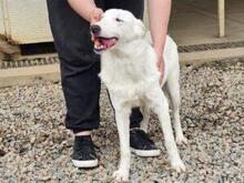 XENIA, Hund, Maremmen-Abruzzen-Schäferhund-Mix in Italien - Bild 7