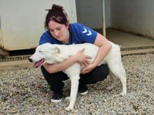 XENIA, Hund, Maremmen-Abruzzen-Schäferhund-Mix in Italien - Bild 8