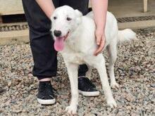 XENIA, Hund, Maremmen-Abruzzen-Schäferhund-Mix in Italien - Bild 9