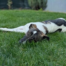 EMILY, Hund, Mischlingshund in Rumänien - Bild 3