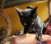 MARLON, Katze, Europäisch Kurzhaar in Spanien - Bild 2