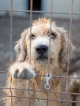 SUGAR, Hund, Mischlingshund in Rumänien - Bild 1