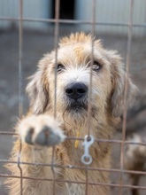 SUGAR, Hund, Mischlingshund in Rumänien - Bild 13