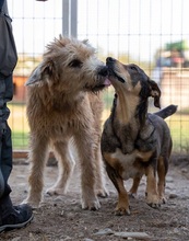 SUGAR, Hund, Mischlingshund in Rumänien - Bild 2