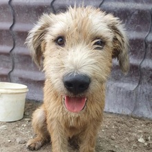 SUGAR, Hund, Mischlingshund in Rumänien - Bild 3