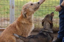 SUGAR, Hund, Mischlingshund in Rumänien - Bild 6