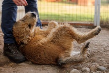 SUGAR, Hund, Mischlingshund in Rumänien - Bild 7