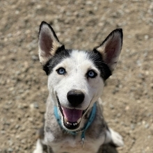 YUNA, Hund, Siberian Husky-Mix in Spanien - Bild 1