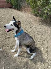 YUNA, Hund, Siberian Husky-Mix in Spanien - Bild 3