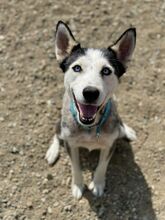 YUNA, Hund, Siberian Husky-Mix in Spanien - Bild 6