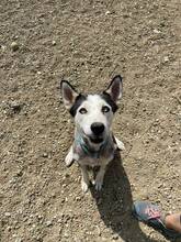 YUNA, Hund, Siberian Husky-Mix in Spanien - Bild 7