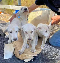 FOLCO, Hund, Mischlingshund in Italien - Bild 15