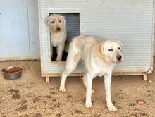 FOLCO, Hund, Mischlingshund in Italien - Bild 7