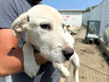 FELIX, Hund, Mischlingshund in Italien - Bild 13