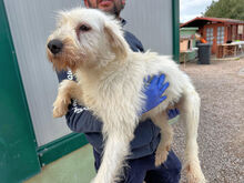 FELICE, Hund, Mischlingshund in Italien - Bild 3