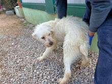 FELICE, Hund, Mischlingshund in Italien - Bild 4