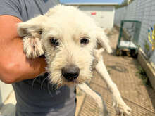 FELICE, Hund, Mischlingshund in Italien - Bild 6