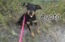 AGATA, Hund, Mischlingshund in Portugal - Bild 1