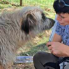 SABI, Hund, Mischlingshund in Wilhelmshaven - Bild 2