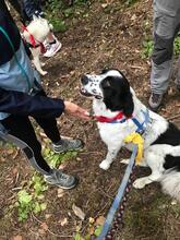 SCOTT, Hund, Herdenschutzhund-Mix in Italien - Bild 3