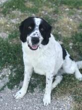 SCOTT, Hund, Herdenschutzhund-Mix in Italien - Bild 4