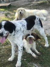 SCOTT, Hund, Herdenschutzhund-Mix in Italien - Bild 5