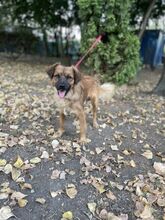 NORO, Hund, Mischlingshund in Slowakische Republik - Bild 3